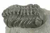 Austerops Trilobite - Visible Eye Facets #259596-1